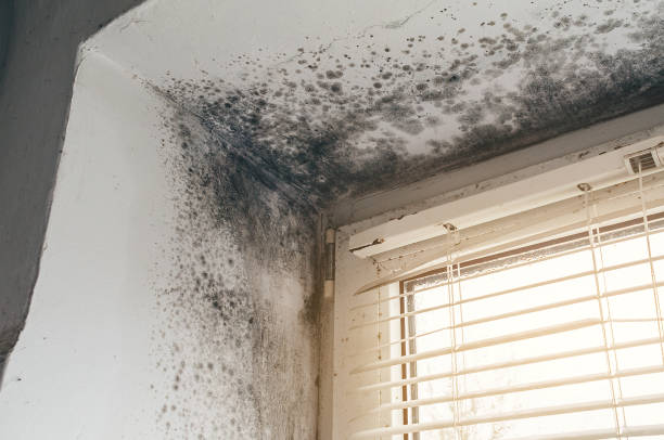 Trusted Basement Mold Remediation service in Streamwood, IL - Cheap Mold Removal