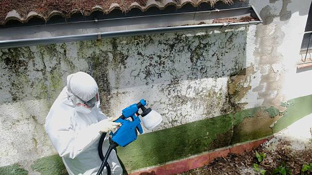 Trusted Commercial Mold Remediation service in Streamwood, IL - Cheap Mold Removal